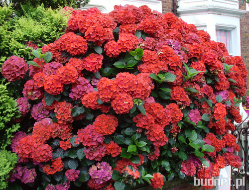 Hydrangea macrophylla